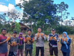 Dukung Ketahanan Pangan Nasional Polsek Talang Ubi Lakukan Kegiatan Pemantauan Panen Jagung Di Desa Karta Dewa