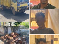 TIGA PELAKU CURIAN SAWIT DIKEJAR TIM ELANG POLSEK TALANG UBI, DITANGKAP SAAT MOBIL TRUK MOGOK DI PERKEBUNAN