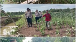 Kapolres PALI Tinjau Lahan Tanam Jagung Serentak Nasional