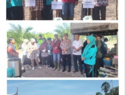 Dukung Program Nasional, Desa Tanah Abang Jaya Gelorakan Penanaman Jagung Hibrida