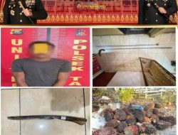 Empat Pelaku Curi Sawit, Satu Ditangkap, Tiga Masih Dalam Pengejaran