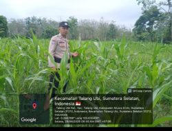 Perkuat Ketahanan Pangan, kapolsek Talang Ubi Monitoring Lahan Jagung Warga