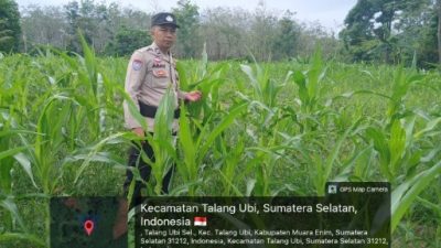 Perkuat Ketahanan Pangan, kapolsek Talang Ubi Monitoring Lahan Jagung Warga