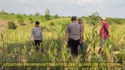 Sinergi Polri dan Petani, Kapolsek Talang Ubi Pantau Kesiapan Panen Jagung Kuartal II