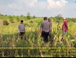 Sinergi Polri dan Petani, Kapolsek Talang Ubi Pantau Kesiapan Panen Jagung Kuartal II