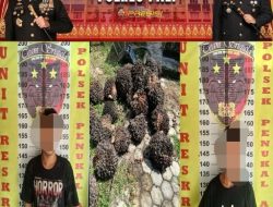 Dua Terduga Pelaku Pencurian Sawit di PT GBS Diamankan, Polisi Kejar Dua Rekan Lainnya