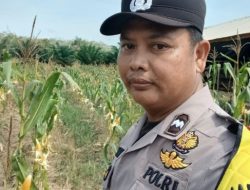 Upaya Ketahanan Pangan, Polisi Lakukan Pengecekan Lahan Pertanian