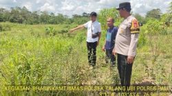 Polisi Sambangi Lahan Pertanian Jagung di Sungai Baung, Pastikan Tanaman Tumbuh Baik