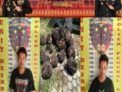 Dua Terduga Pelaku Pencurian Sawit di PT GBS Diamankan, Polisi Kejar Dua Rekan Lainnya